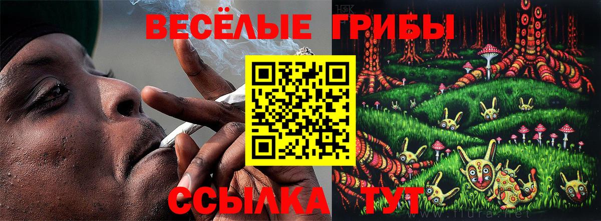 Псилоцибиновые грибы Psilocybe  Вход с VPN  Дагестанские Огни 